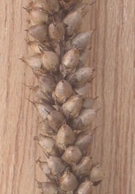Plantago major