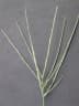 Digitaria ciliaris