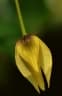 Phaeanthus ophthalmicus