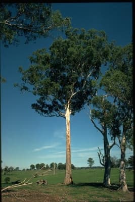 Eucalyptus bosistoana