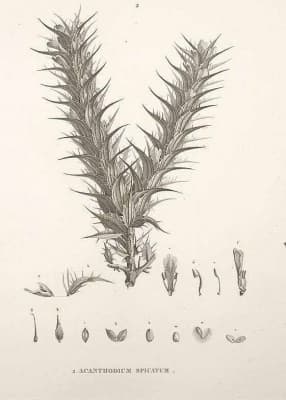 Blepharis edulis