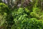 Dioscorea bulbifera