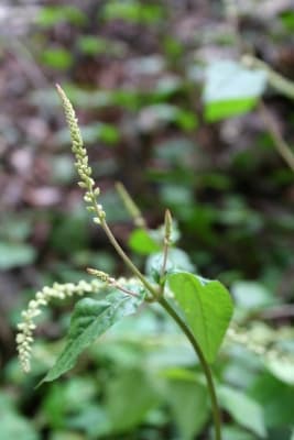 Cyathula prostrata