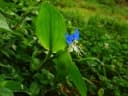 Commelina communis