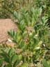 Jacaranda macrantha