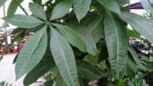 Pachira aquatica