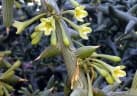 Adenia globosa