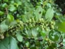 Commiphora wightii