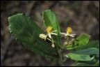Grewia cuneifolia