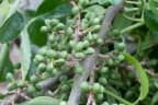 Zanthoxylum caribaeum
