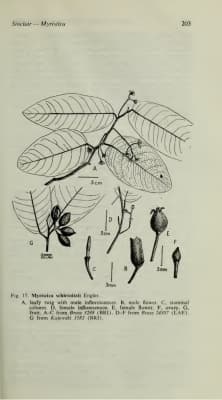 Myristica schleinitzii