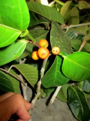 Ficus tinctoria