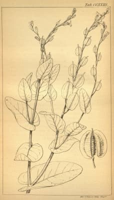 Schouwia purpurea