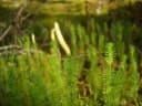 Lycopodium clavatum