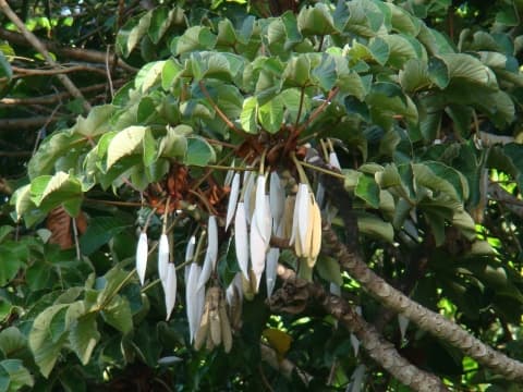 Cecropia palmata