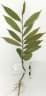 Chrysophyllum roxburghii