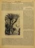 Cycas siamensis