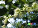 Claoxylon indicum