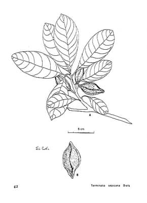 Terminalia sepicana