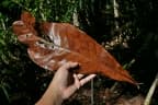 Campnosperma auriculatum