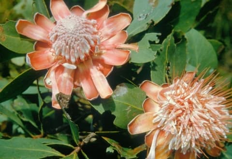 Protea angolensis