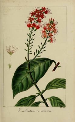 Combretum coccineum