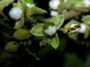 Trichilia pallida