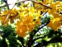 Handroanthus chrysotrichus
