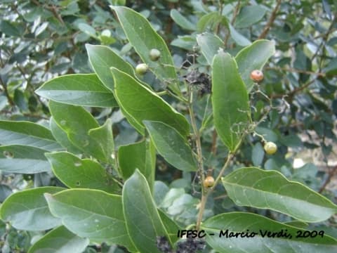 Cordia silvestris
