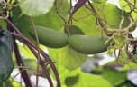 Mondia whitei