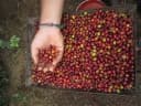 Coffea arabica