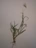 Bothriochloa pertusa