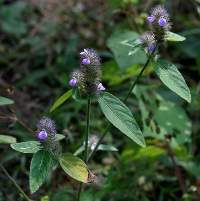 Justicia procumbens