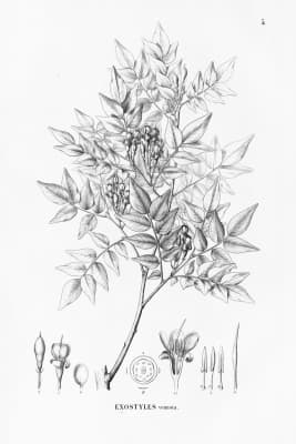 Exostyles venusta