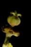Dichostemma glaucescens
