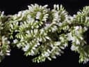 Dalbergia nigra