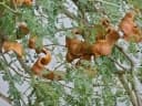 Faidherbia albida