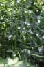 Vicia faba
