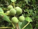 Ficus ovata