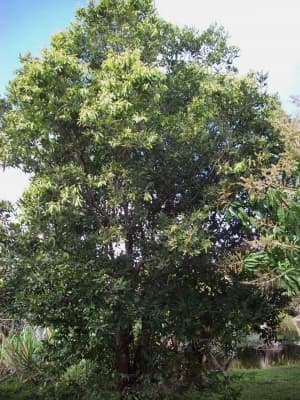 Couepia polyandra