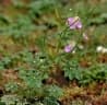 Cleome chelidonii