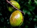 Terminalia chebula
