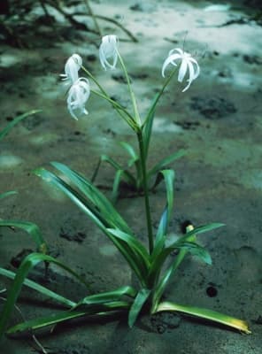 Crinum erubescens