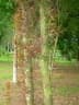 Gleditsia amorphoides