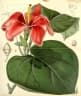 Talipariti elatum