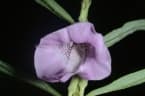 Sesamum angustifolium