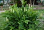 Alpinia galanga