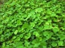 Centella asiatica