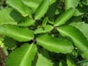 Kalanchoe pinnata