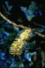 Athertonia diversifolia